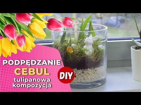 DIY - Jak wyhodować tulipany w domu? Podpędzanie cebul