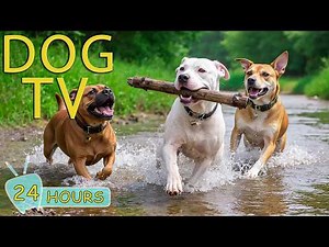 DOG TV: Best Videos Entertain & Anti-Anxiety for Dogs to Watch All Day - Ultimate Music for Dogs