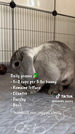 Essential Daily Routine for a Healthy Bunny