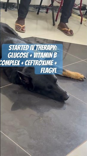 German Shepherd With Bacterial Gastroenteritis (Food Infection) – Recovered in 2 Days! #dogdiarrhea