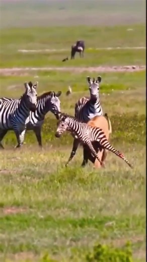 337K views · 644 reactions | A lion attacking a baby zebra in the wild 女煉 #PredatorPrey #WildlifeDrama #NatureInAction #LionVsZebra | Tribeni Online | Facebook