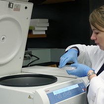 Video: Using an Extracellular Flux Analyzer to Measure Changes in Glycolysis and Oxidative Phosphorylation during Mouse Sperm Capacitation