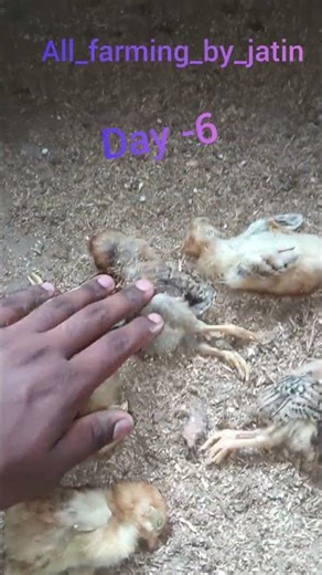 #birds #pultryfarming#shorts #viral #‪@ALLFARMINGBYJATIN‬ .