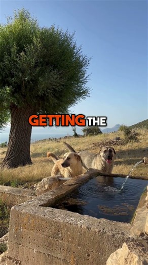 Biodigester: How We Replicate Nature's Process #shorts