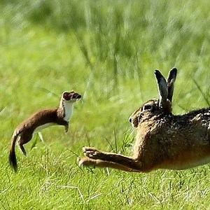 161K views · 239 shares |  Stoat vs Rabbit Real Fight  VS  | Baby Animals TV | Facebook