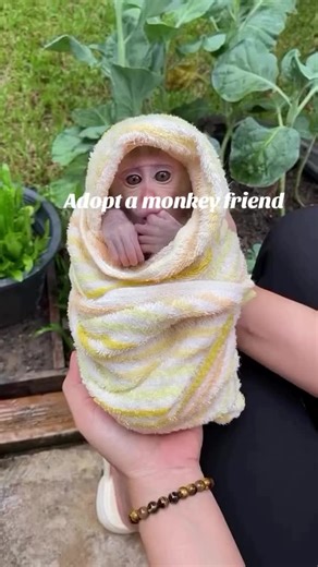 Adopt a Monkey (@janet.the.monkey.breeder)’s videos with original sound - Adopt a Monkey