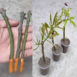 How to propagate mango tree from cutting | Rana Craft