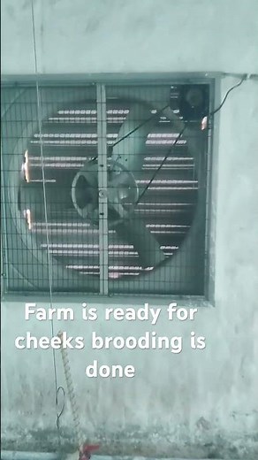 Brooding system in poultry #skylark #poultry#pollex#farming#brooding#chiken#broiler