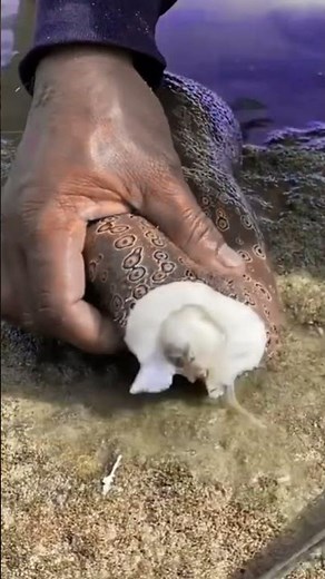 Top 10 Rare Sea Creatures Caught on Camera
