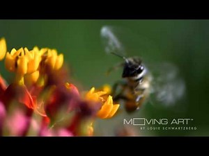 The Importance of Pollination