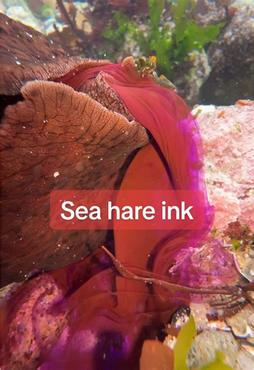 Exploring Tide Pools: The Fascinating Sea Hare