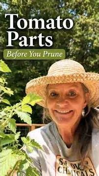 Tomato Plant Parts Explained Before You Prune Part 1