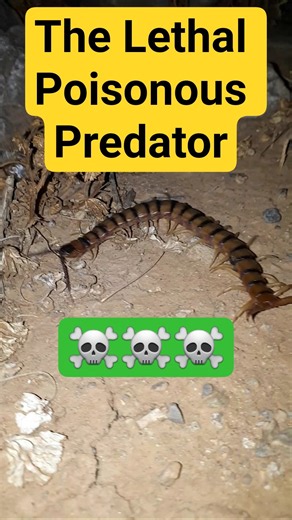 The Lethal Poisonous Predator #insects #redscorpion #wildlife #animals #cats #nature #crumby