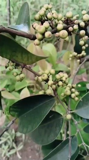 Blue Barry plants April 26. #shorts