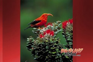 Hawai‘i Island Bird Festival Returns in September | Big Island Now
