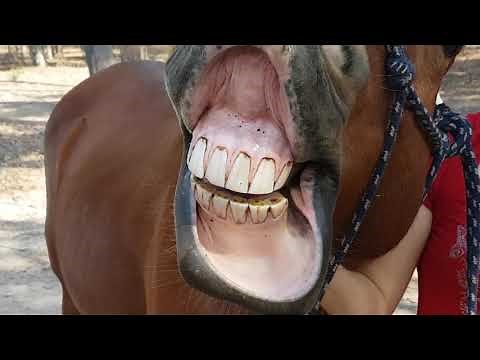 ANM103 Comparative Physiology, Carnivore vs Herbivore Teeth