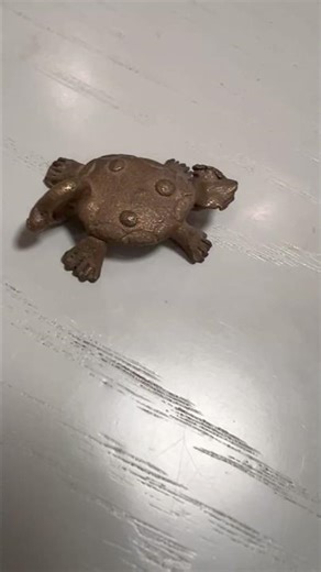 tortoise and turtle #Kame no Yakata @Burkina Faso