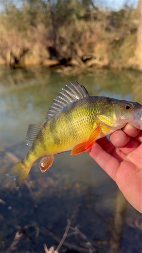 Ultralight creek fishing