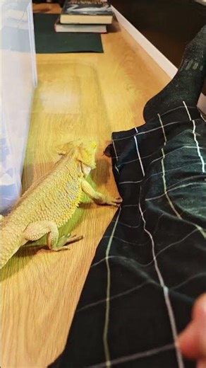 #relaxingmusic #music #reptiles #lizard #feeding #pets #beardeddragon