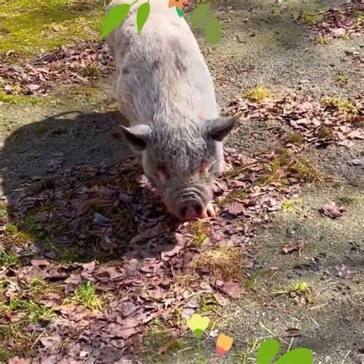🐷 OINK OINK! Pigs Love Mud! Learn Animal Sounds & Facts for Kids