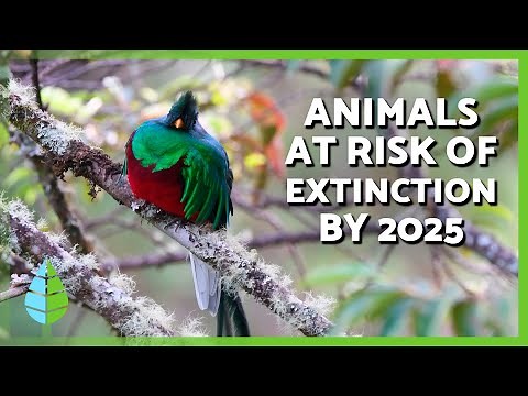 Animals on the Brink of Extinction by 2025 🐺 | ⚠️ Top 10 Most Endangered