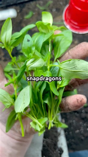 Cut your snapdragons back- get free plants!🌱🌸✂️