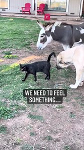 #cats #donkey #puppy | Raventree Ranch