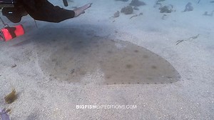 Wafting the sand off a very patient Japanese Butterfly Ray in Ushibuka. https://www.bigfishexpeditions.com/trips/scuba-diving/japan-shark-safari/ | Big Fish Expeditions
