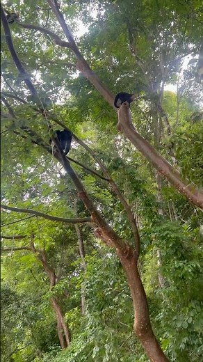 Experiencing the beauty of panama wild life forest