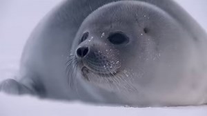 7.8K views · 273 reactions | In springtime, a mother polar bear emerges from her den with her newborn cub or cubs. She and her cubs will stay at their den for a few days or weeks, giving the cubs a chance to play, explore, and strengthen their legs. Once polar bear cubs are big enough, she and her cubs will head out onto the sea ice. A mother polar bear will begin teaching her young cubs not only how to hunt, but how to simply survive in the Arctic. | Polar Bears International | Facebook