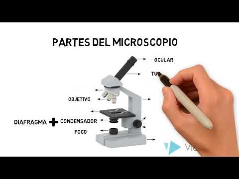Microscopio óptico compuesto
