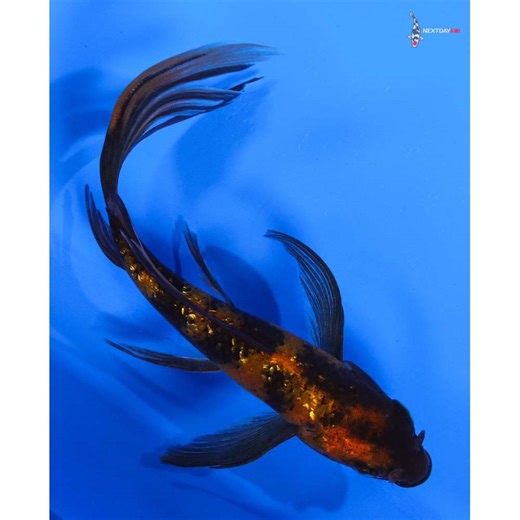6” Imported Gin Rin Hi Utsuri Butterfly Koi | Next Day Koi | Koi Fish For Sale