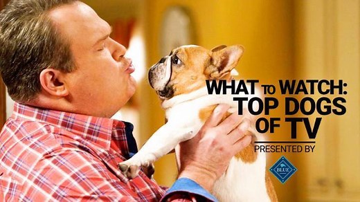 34K views · 417 reactions | Celebrate National Dog Day with a look at the most adorable dogs ever to steal scenes in your favorite sitcoms.  | IMDb | Facebook