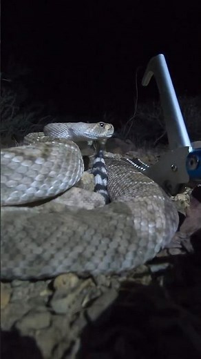 Rattlesnake closeup jump scare #snake #jumpscare