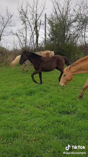 Questions sur la reproduction équine et comportement