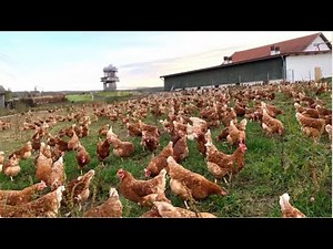 How America Produces Billions of Chickens Every Year – The Poultry Industry Uncovered