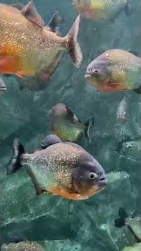 6 Animals With the Sharpest Teeth on Earth!