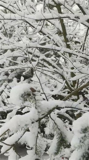 Snowy Pines Up Close with a Pinecone