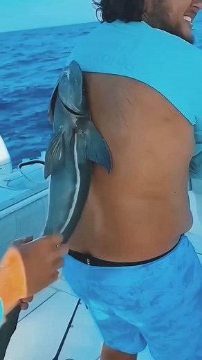 723K views · 3.1K reactions | Remora Fish #facts #fish #amazing #viralreelschallenge #OMG | Fact Mentor | Facebook