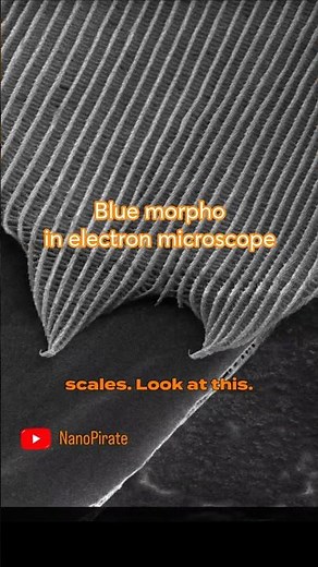 Blue Morpho Butterfly is the biggest lie of the nature. #science #electronmicroscope