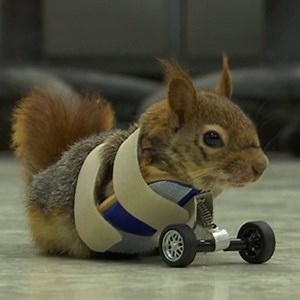 NEW WHEELS ! Karamel lost his paws when he got caught in a trap. Doctors designed this special prosthesis for him to be able to still get around. https://nbc4i.co/2q6w9K4 | NBC4