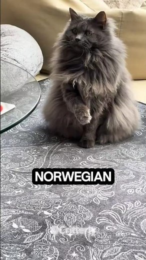 "Norwegian Forest Cat: The Viking Cat That Rules the Wild!"#norwegianforestcat #vikingcat #rarecat