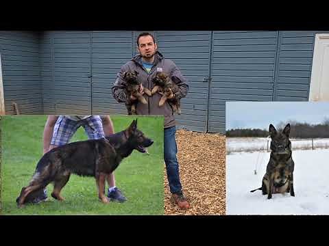 Dark Sable German Shepherd Pups - Shield F Litter