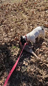 BIZZIE IS A HUNTING DOG So proud of her. | Karen Gaida