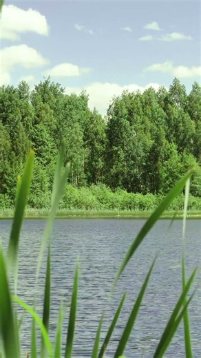 Reeds, Lake, and Forest — Full Video on My Channel 🌿🌅 #nature #relax #forest #birdsong