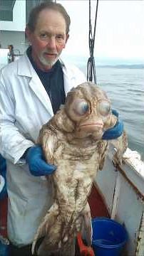 The 5 Weirdest Sea Creatures That Are Still Alive Today
