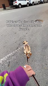 City pug >>>> | Juicy Marketing