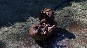 Pangolin, Animal, Wildlife. Free Stock Video