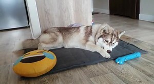 8.9K views · 177 reactions | Jasper loves talking with his toy! https://imgur.com/gallery/BAoBJLK | Imgur | Facebook