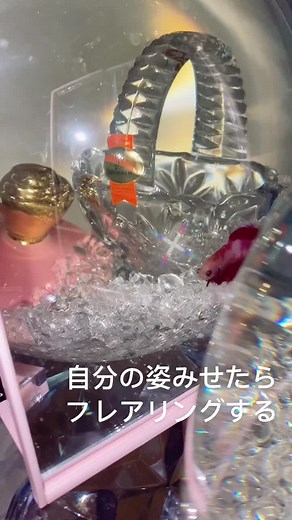 威嚇🦋💢🤍#ベタ #ダブルテール #betta #bettafish #水槽 #熱帯魚 #ベタ初心者 #アクアリウム #金魚 #フレアリング